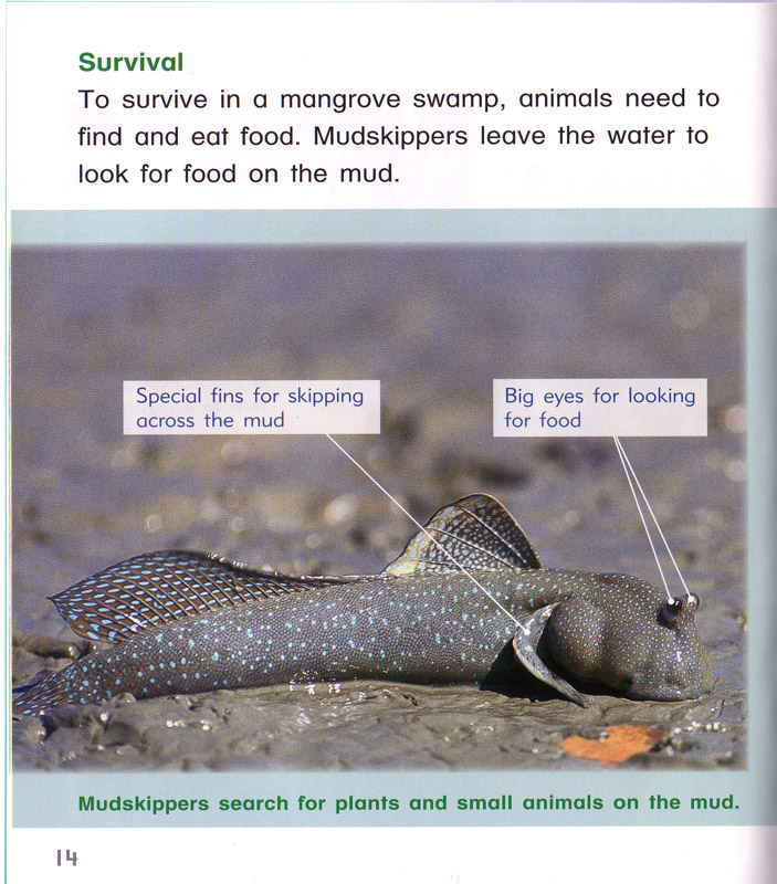 Mangrove Swamp Food Web